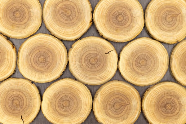 کاربرد چوب درخت سیب